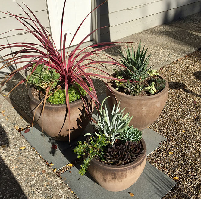 Elevate your outdoor living space with our expert custom garden design, featuring 3 tiered pots with drought-tolerant plants and succulents, carefully arranged for maximum impact by Urban Garden Studio.