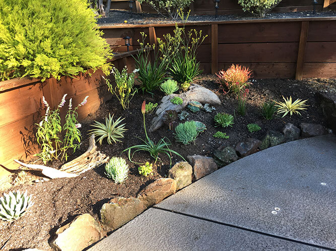 Experience the beauty of succulents in your garden with our expert garden design services by Urban Garden Studio.