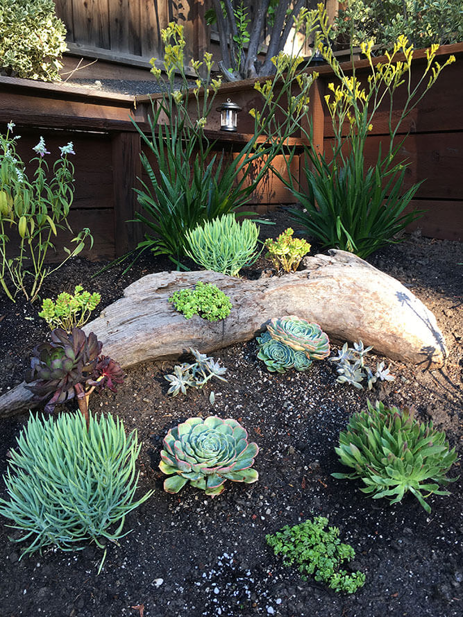 Experience the beauty of succulents in your garden with our expert garden design services by Urban Garden Studio.