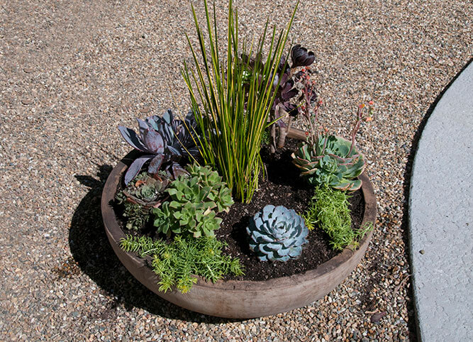 Experience the beauty of succulents in your garden with our expert garden design services by Urban Garden Studio.