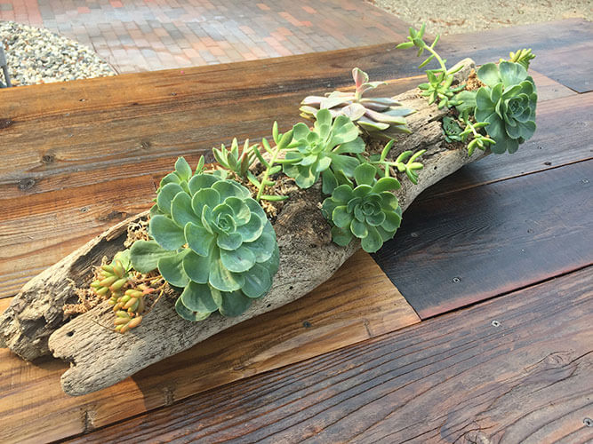 This driftwood succulent holder adds a rustic touch, while the live succulents provide a natural and sustainable element to your decor by Urban Garden Studio Add a touch of natural beauty to your outdoor table with a live succulent centerpiece made from driftwood and succulents by Urban Garden Studio