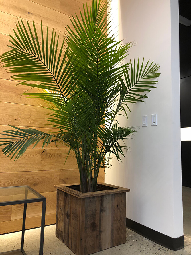 Custom large planters created with reclaimed wood. Customized to fit any space for home or office.