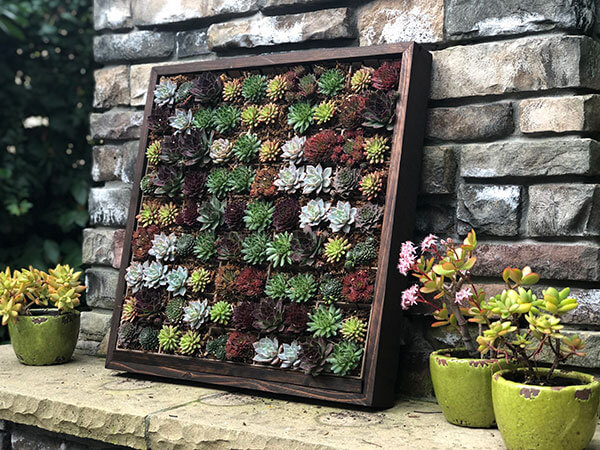 Custom succulent wall garden framed out in rustic wood with a variety of succulents