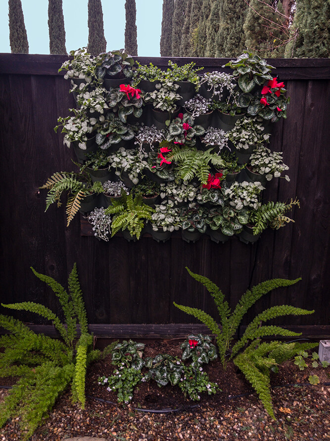 Bring your walls to life with stunning living wall designs featuring lush ferns and perennial shade plants by Urban Garden Studio.