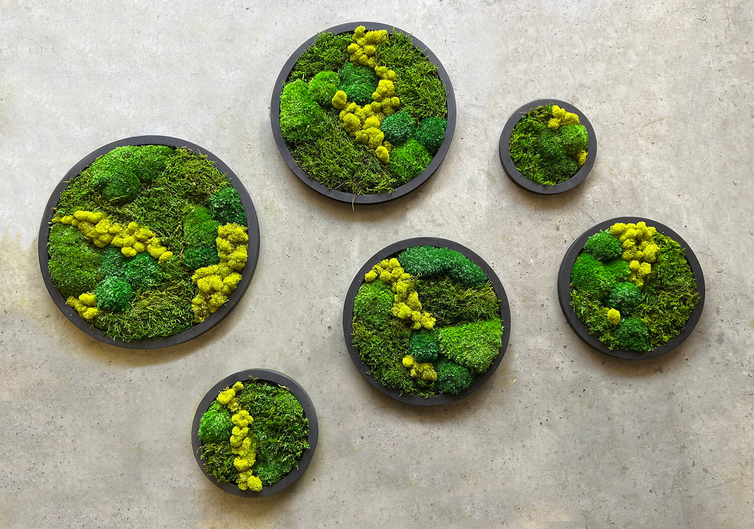 Nature's Palette Unveiled: Cushion moss, fern moss, and reindeer moss intertwine in this stunning round moss art, creating a lush and soothing display of botanical elegance.